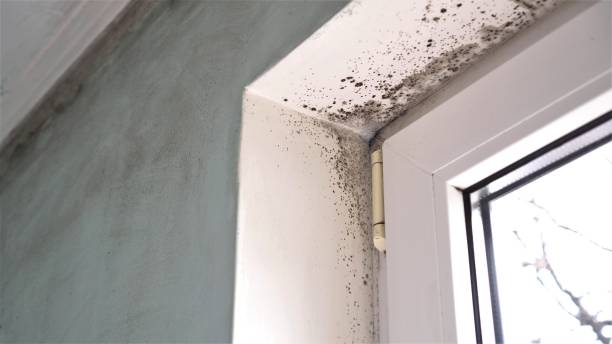 Best Kitchen Mold Remediation in Long Valley, NJ