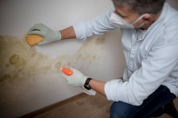 Trusted Long Valley, NJ Mold Remediation Experts