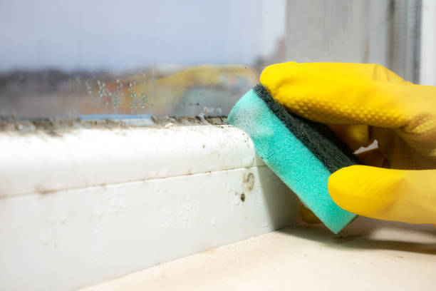 Best DIY Mold Remediation Support Services in Long Valley, NJ