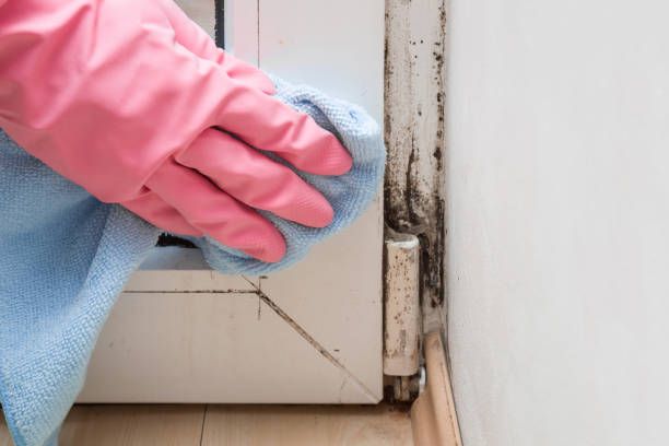 Best Residential Mold Remediation in Long Valley, NJ