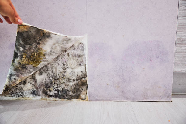 Best Post-Flood Mold Remediation in Long Valley, NJ
